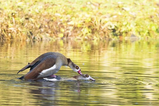 Two Nile Geese (Alopochen aegyptiacus) mating in the water of a pond surrounded by green foliage, Hesse, Germany