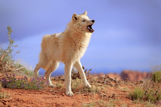 Wolf, (Canis lupus), adult, howling, Monument Valley, Utah, USA