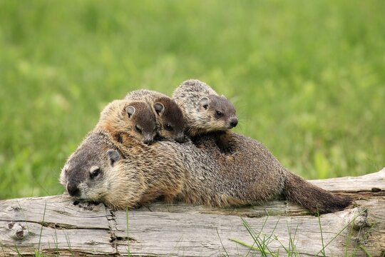 Woodchuck (Marmota monax), adult, young animals, mother with young animals, social behaviour, Minnesota, USA