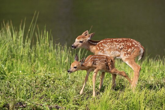 White-tailed deer (Odocoileus virginianus, young animals, different ages, two animals, Bambi, meadow, animal friendship, kindergarten, water, Minnesota, USA