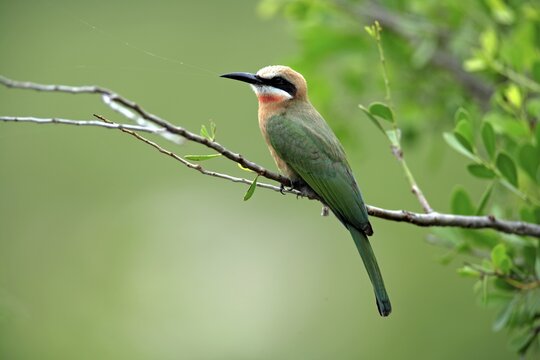 White-fronted Bee-eater (Merops bullockoides), adult, on a tree, branch, twig, Kruger National Park, Kruger National Park, South Africa