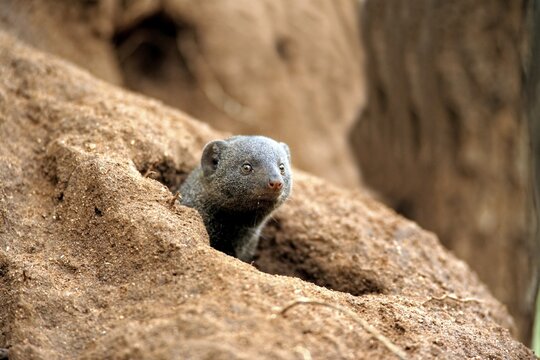 Dwarf mongoose (Helogale parvula), adult, burrow, look out of burrow, attentive, termite mound, termite burrow, Kruger National Park, Kruger National Park, South Africa
