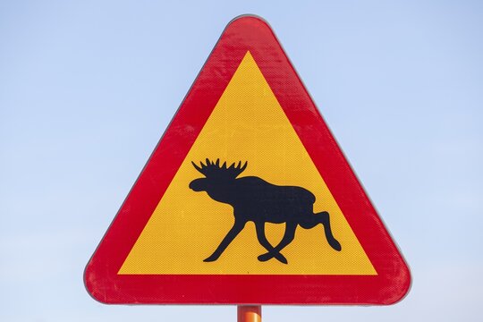 Warning sign for moose, danger, wildlife accidents, car traffic, Swedish