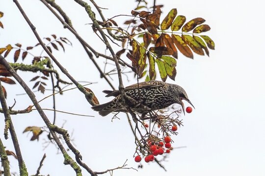 A starling (Sturnus vulgaris) eating rowan berries (Sorbus aucuparia) in autumn, Hesse, Germany