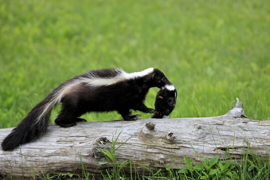 Striped skunk (Mephitis mephitis), adult, with juvenile, carrying handle, neck bite, Minnesota, USA