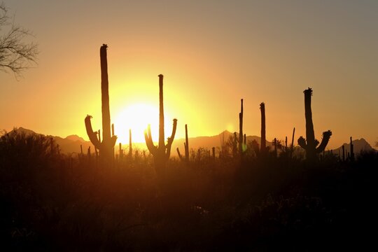 Sunset, (Carnegiea gigantea), Cacti, Sonora Desert, Arizona, USA