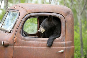 American Black Bear (Ursus americanus), baribal, young, old car, looks out window, makes driving licence, Minnesota, USA, captive