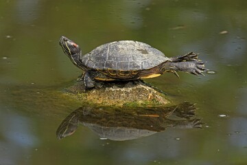 Red-eared slider turtle (Trachemys scripta elegans), sunbathing, on rocks, in water, Mannheim, Germany