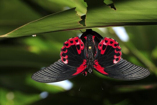 Scarlet Swallowtail (Papillio rumanzovia), imago, on leaf, hanging, display, mating, wings, spreading, Southeast Asia