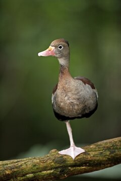 Red-billed Whistling Duck (Dendrocygna autumnalis), autumn duck, autumn whistling duck, grey-breasted whistling duck, adult, on tree, standing on one leg, resting, Pantanal, Brazil