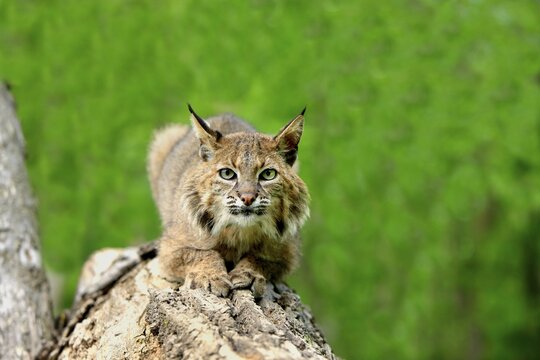 Bobcat (Lynx rufus), adult, on tree, alert, attentive, Minnesota, USA
