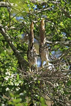 Marbled Heron (Tigrisoma lineatum), young birds, nest, camouflage rigidity, camouflage, protection, Pantanal, Brazil, South America