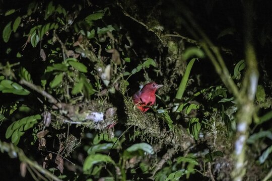 Karminhabia (Habia rubica), adult male, red bird sitting in a tree at night, Puntarenas province, Costa Rica