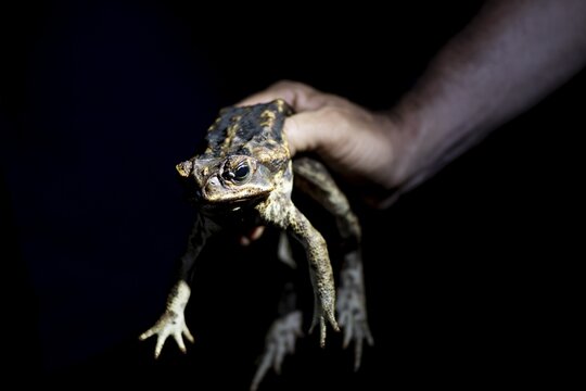 Hand holding toad, Aga toad also known as giant toad (Rhinella horribilis), at night in the tropical rainforest, Puntarenas province, Costa Rica