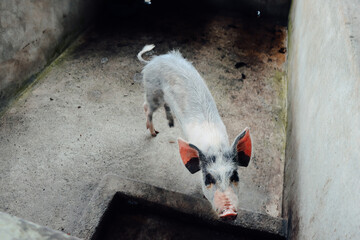 Pig Standing in Concrete Pen on Farm. Perfect for agricultural, livestock, rural life, or farming...