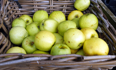 Closeup of a basket of Keswick Codlin cooking apples, Cumbria, England
