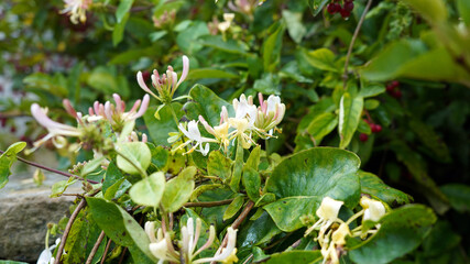 Closeup of a yellow and white Honeysuckle bloom, Cumbria, England
