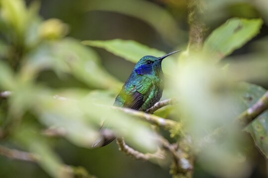 Mountain Violet-eared Hummingbird (Colibri cyanotus) sitting on a branch, Monteverde Cloud Forest, Monte Verde, Costa Rica