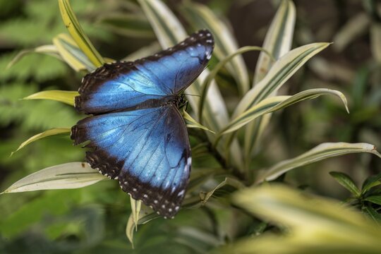 Morpho helenor, blue morpho butterfly sitting on a leaf, Alajuela province, Costa Rica