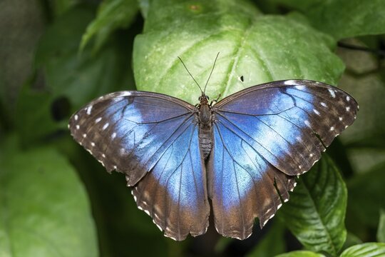 Morpho helenor, blue morpho butterfly sitting on a leaf, Alajuela province, Costa Rica
