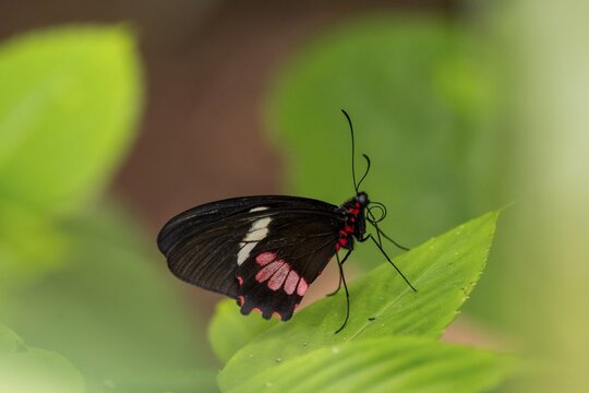 Common Parides (Parides iphidamus), butterfly sitting on a leaf, Alajuela province, Costa Rica