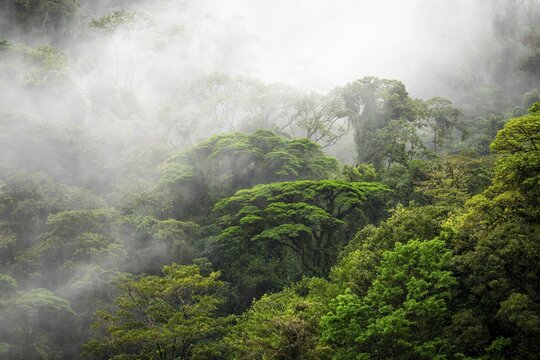 Fog drifts through the rainforest, treetops in the dense forest, mountain rainforest, Alajuela province, Costa Rica