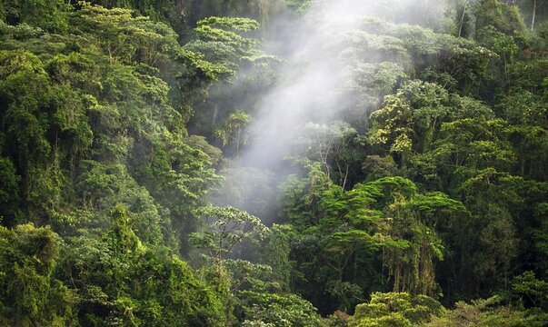 Fog drifts through the rainforest, treetops in the dense forest, mountain rainforest, Alajuela province, Costa Rica