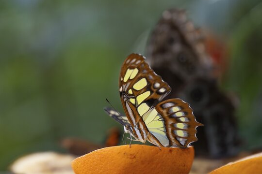 Malachite butterfly (Siproeta stelenes), butterfly sucking liquid from a halved orange, the wings brightly patterned in brown and yellow, Butterfly House, Botanical Garden or Botanisk Have, University, Copenhagen, Denmark