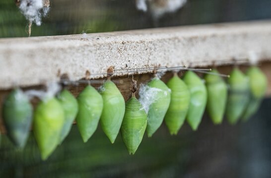Row of green cocoons with needles attached to a wooden frame, butterflies, Butterfly House, Botanical Garden or Botanisk Have, University, Copenhagen, Denmark