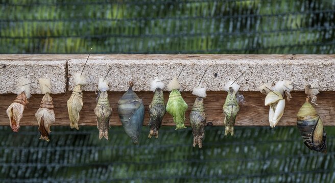 Close-up of cocoons in different shapes, colours and stages of development attached to a wooden board with pins, butterflies, Butterfly House, Botanical Garden or Botanisk Have, University, Copenhagen, Denmark