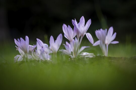 Crocuses (Crocus) among green grass under dark background, Botanical Garden or Botanisk Have, University of Copenhagen, Denmark