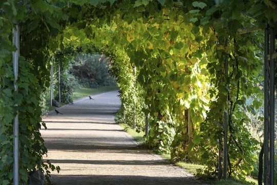 Leafy pergola with sunlight and shade, Botanic Garden or Botanisk Have, University of Copenhagen, Denmark