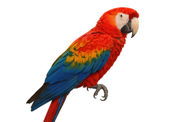 Fototapeta premium Scarlet macaw parrot bird, vibrant tropical plumage, colorful amazon animal standing, transparent background