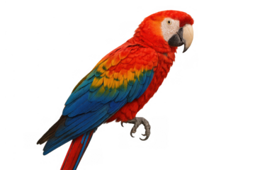 Scarlet macaw parrot bird, vibrant tropical plumage, colorful amazon animal standing, transparent background