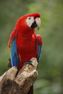 Scarlet Macaw (Ara macao), Arakanga, Scarlet Macaw, adult, Tree, Waiting, portrait, Pantanal, Brazil