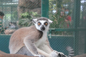 Obraz premium ring tailed lemur