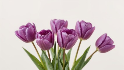 Fototapeta premium Purple tulips