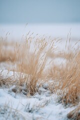 Crisp winter grass on light snow cover under pastel dawn sky, soft natural landscape