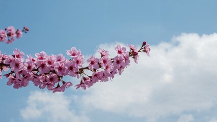 Spring blossom with a blue sky with clouds and purple flowers on a beautiful spring day