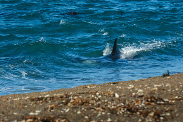 Obraz premium Killer Whale, Orca, hunting a sea lion pup, Peninsula Valdes, Patagonia Argentina