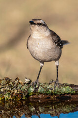 White banded mokingbird, in spinal forest environment , Pampas, Argentina.