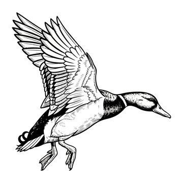 mallard duck hunting illustration logo vector image t shirt