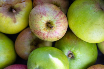 Windfall apples,sweet and crisp eaters,Worcestershire,England,United Kingdom.