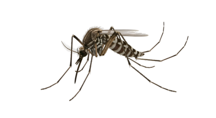 Aedes aegypti mosquito isolated on transparent background