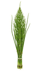A bundle of fresh green horsetail reeds tied together, isolated on transparent background