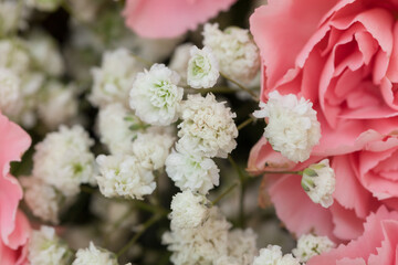 Close-up of Pink Carnation and White Gypsophila Flower Bouquet in Natural Light, Bright and Cheerful for Celebration or Happy Occasions