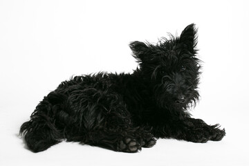 Cute black Scottish Terrier lying on a white background. Adorable pet in relaxed pose, perfect for pet care, veterinary, or lifestyle concepts.