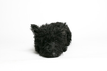 Cute black Scottish Terrier lying on a white background. Adorable pet in relaxed pose, perfect for pet care, veterinary, or lifestyle concepts.