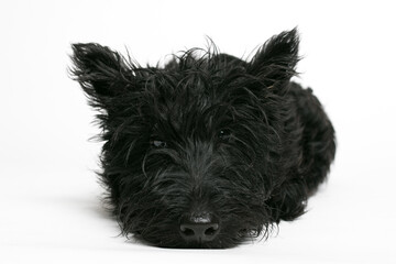 Cute black Scottish Terrier lying on a white background. Adorable pet in relaxed pose, perfect for pet care, veterinary, or lifestyle concepts.