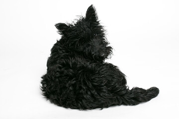 Cute black Scottish Terrier lying on a white background. Adorable pet in relaxed pose, perfect for pet care, veterinary, or lifestyle concepts.